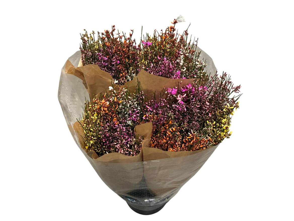Ginster Mix – Gefärbter Schnittginster bunt gemischt - 70cm Stiellänge - 25 Stiele Bundware für Floristik & Dekoration