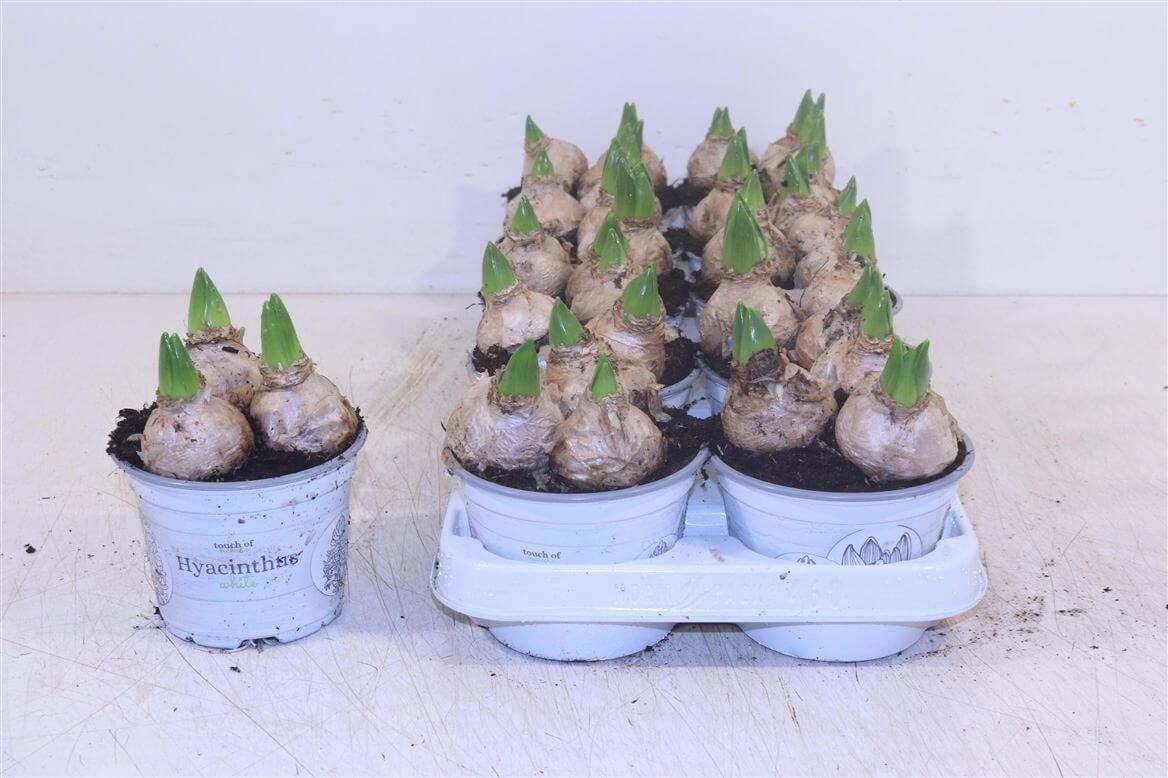 Hyazinthe White Pearl – Hyacinthus orientalis – Weiße Hyazinthe 12cm – 3 Zwiebeln pro Topf – 10 Pflanzen