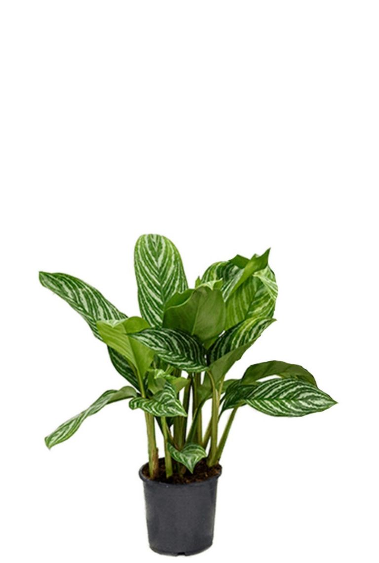 Aglaonema Stripes – 60cm – ø17cm – Pflegeleichte Zimmerpflanze mit dekorativer Blattzeichnung – Luftreinigende Grünpflanze für Wohn- & Arbeitsräume – Ideal für halbschattige Standorte