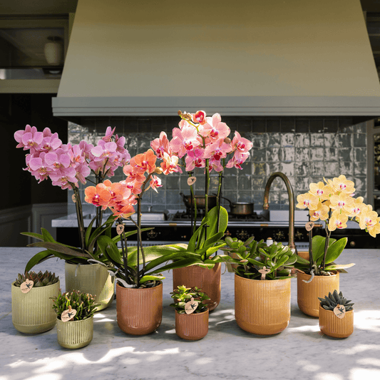 Flare Dekotopf Green – Ø9cm – Grüner Blumentopf mit Rillenstruktur – Retro-inspiriertes Design der Bold Seventies Kollektion – Für Innenräume & stilvolle Pflanzenakzente