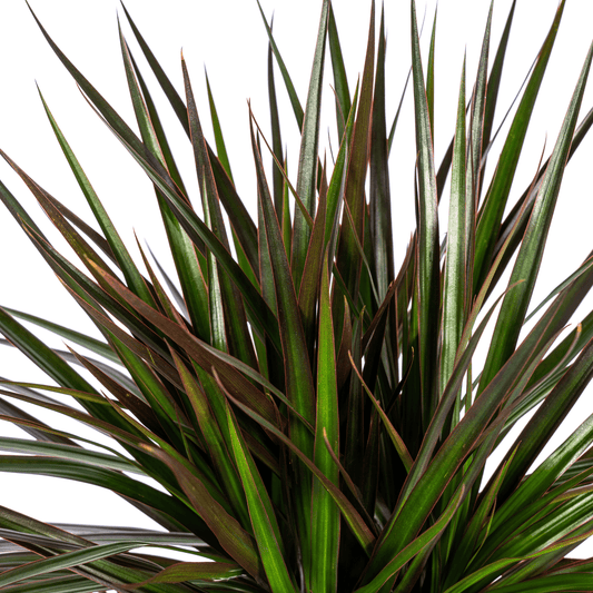 Dracaena Marginata Magenta mit Korb Ø24cm - ↕130 - 150cm
