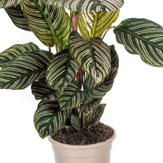 Korbmarante Calathea Ornata Sanderiana – Ø17 cm – ca. 40–50 cm hoch – Zimmerpflanze mit pink gestreiften Blättern – Für Wohnzimmer & Büro