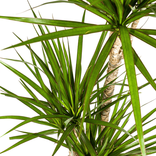 Dracaena Marginata Green mit Korb Ø21cm - ↕110 - 130cm