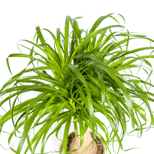 Elefantenfuß Beaucarnea Recurvata – Zimmerpflanze – Ø21cm – 60-80cm Höhe – Trockenheitsverträglich & pflegeleicht
