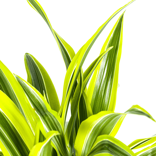 Drachenbaum Dracaena Deremensis Lemon Lime – Zimmerpflanze – Ø19cm – 70-90cm hoch – Lebendige grüne Blätter mit hellgrünem Rand – Pflegeleicht & dekorativ