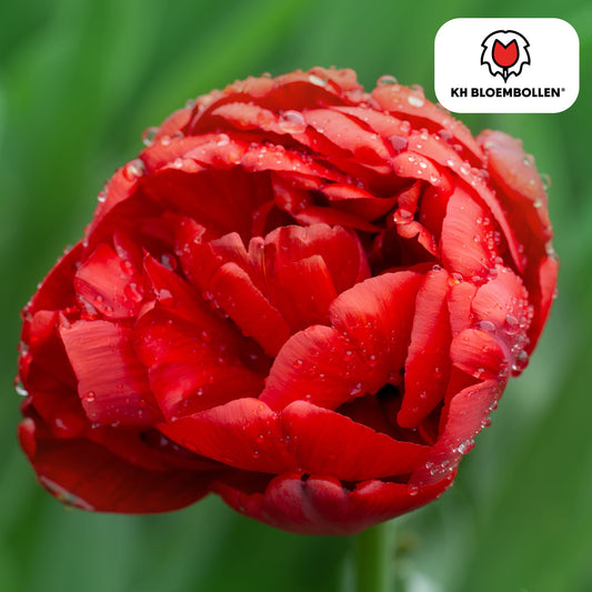 Bombastic Red Tulpenzwiebeln – 20 Blumenzwiebeln – Rote Gefüllte Pioentulpen – Für Garten & Topf