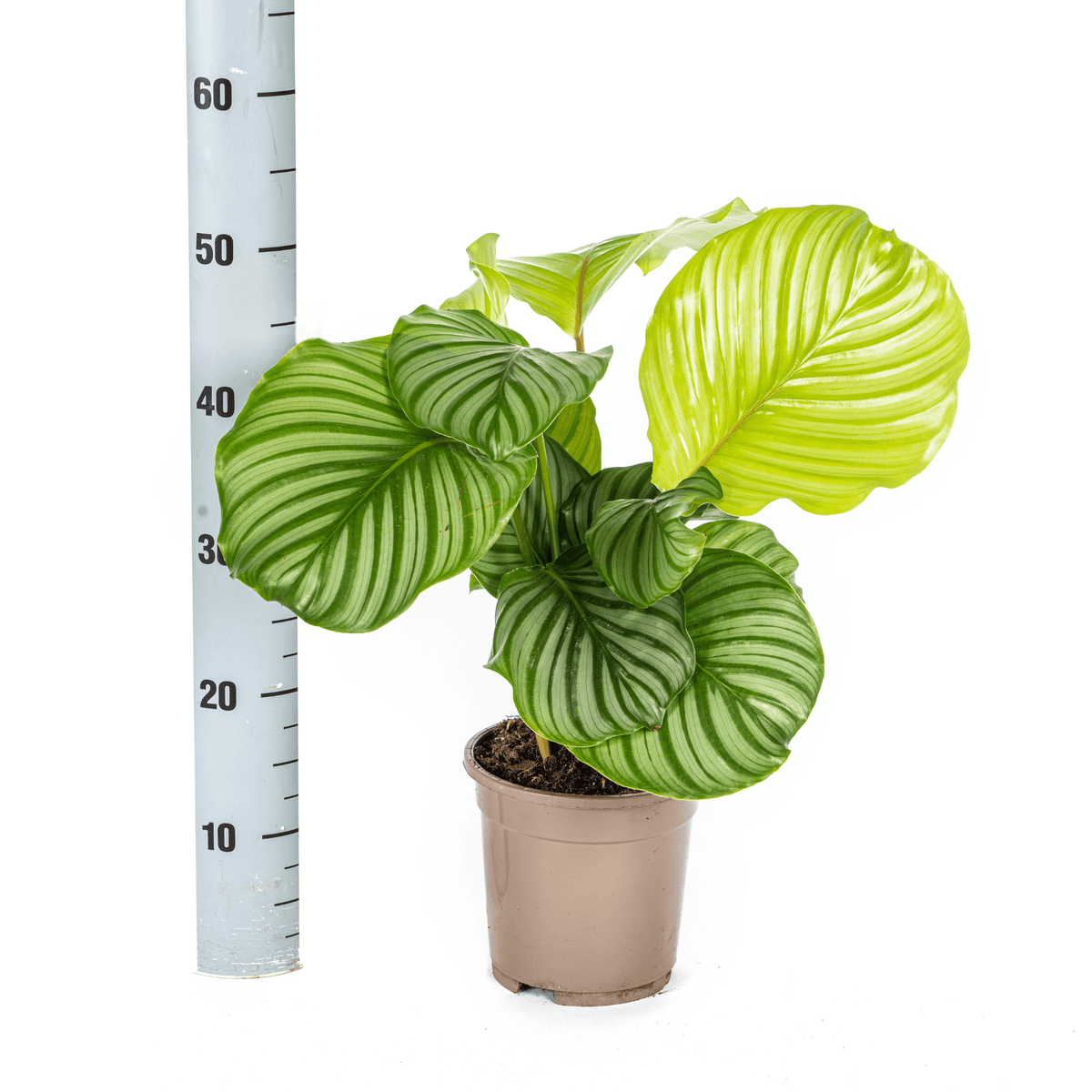 Korbmarante Calathea Orbifolia – Ø17 cm – ca. 40–50 cm hoch – Zimmerpflanze mit großen, silbrig-grünen Blättern – Für Wohnzimmer & Büro