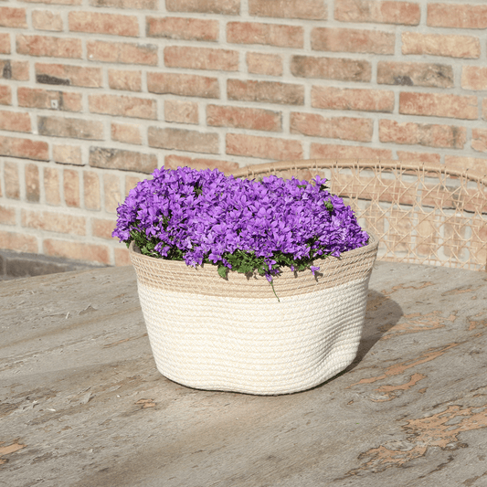 Campanula Addenda Ambella Intense purple - Baumwollschale mit Campanula mit Bewässerungssystem - 3 Stück - Glockenblume lila - Topfgröße 12cm