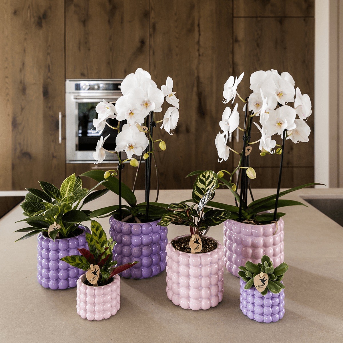 Kolibri Home | Poppy Ziertopf - Purple - Ø12cm