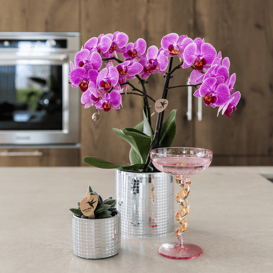 Kolibri Company | Disco Pflanzenset | Violette Vienna Orchidee 9cm + Sukkulente inkl. Keramik‑Übertöpfe