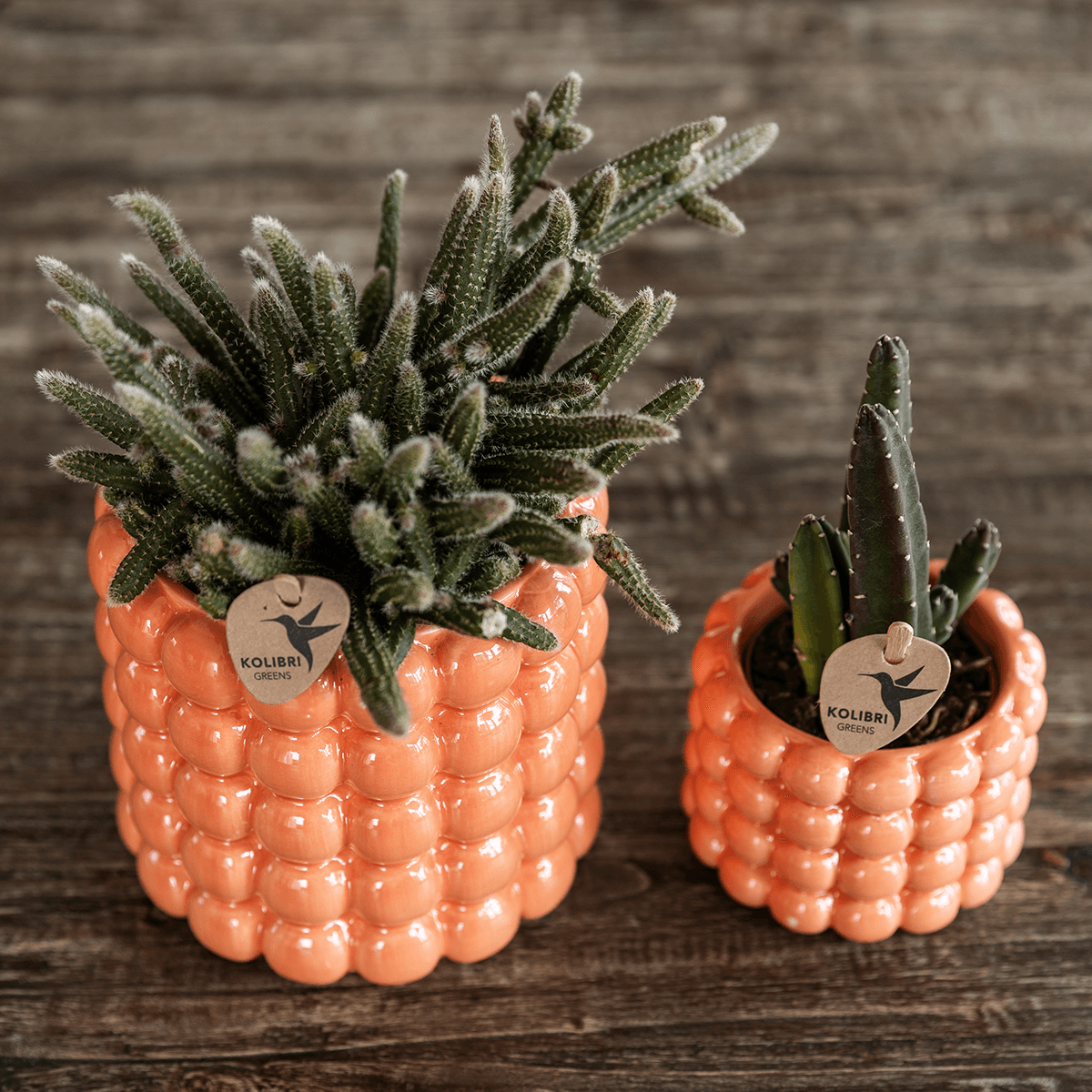 Kolibri Orchids | Pflanzenset Poppy Orange Nazare | Weiße Nazare Orchidee Ø9 cm + Grünpflanze Ø6 cm inkl. Übertöpfen – frisch vom Züchter
