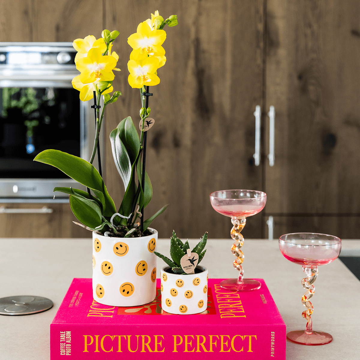 Kolibri Company | Smiley Pflanzenset | Gelbe Phalaenopsis Albenga 9cm und Sukkulente inkl. Keramik‑Übertöpfe