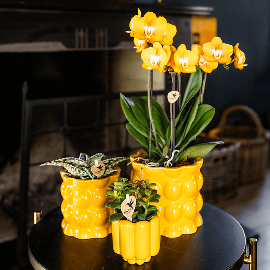 Kolibri Home | Cotton Shine Übertopf - Yellow - Ø12cm