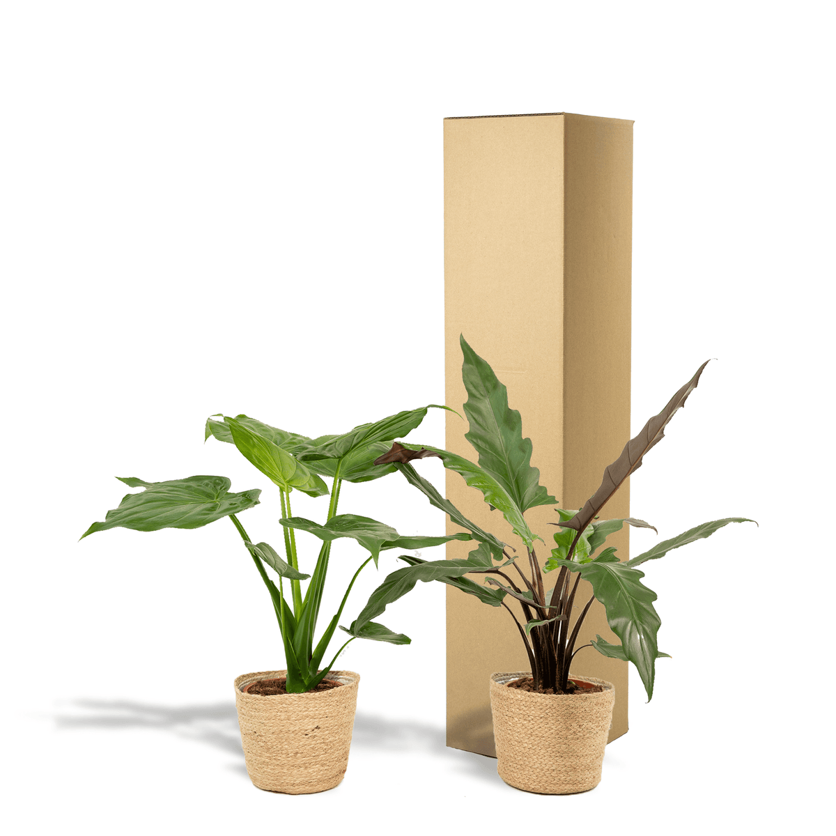 Pfeilblatt - Alocasia Cucullata - Ø19cm - ↕60cm + Alocasia Lauterbachiana - Ø19cm - ↕75cm + Korb Selin