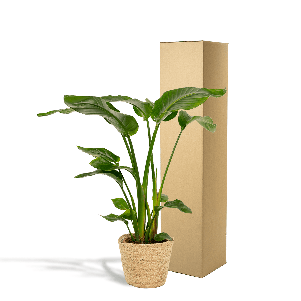 Baum-Strelitzie - Strelitzia Nicolai - Zimmerpflanze Ø19cm ↕90cm im dekorativen Korb Selin - Luftreinigende Tropenpflanze für Wohnzimmer & Büro