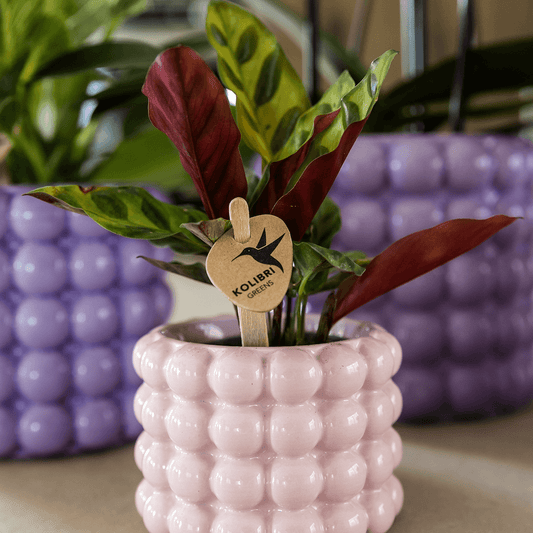Kolibri Home | Poppy Ziertopf - Pink - Ø6cm