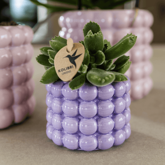 Kolibri Home | Poppy Ziertopf - Purple - Ø6cm