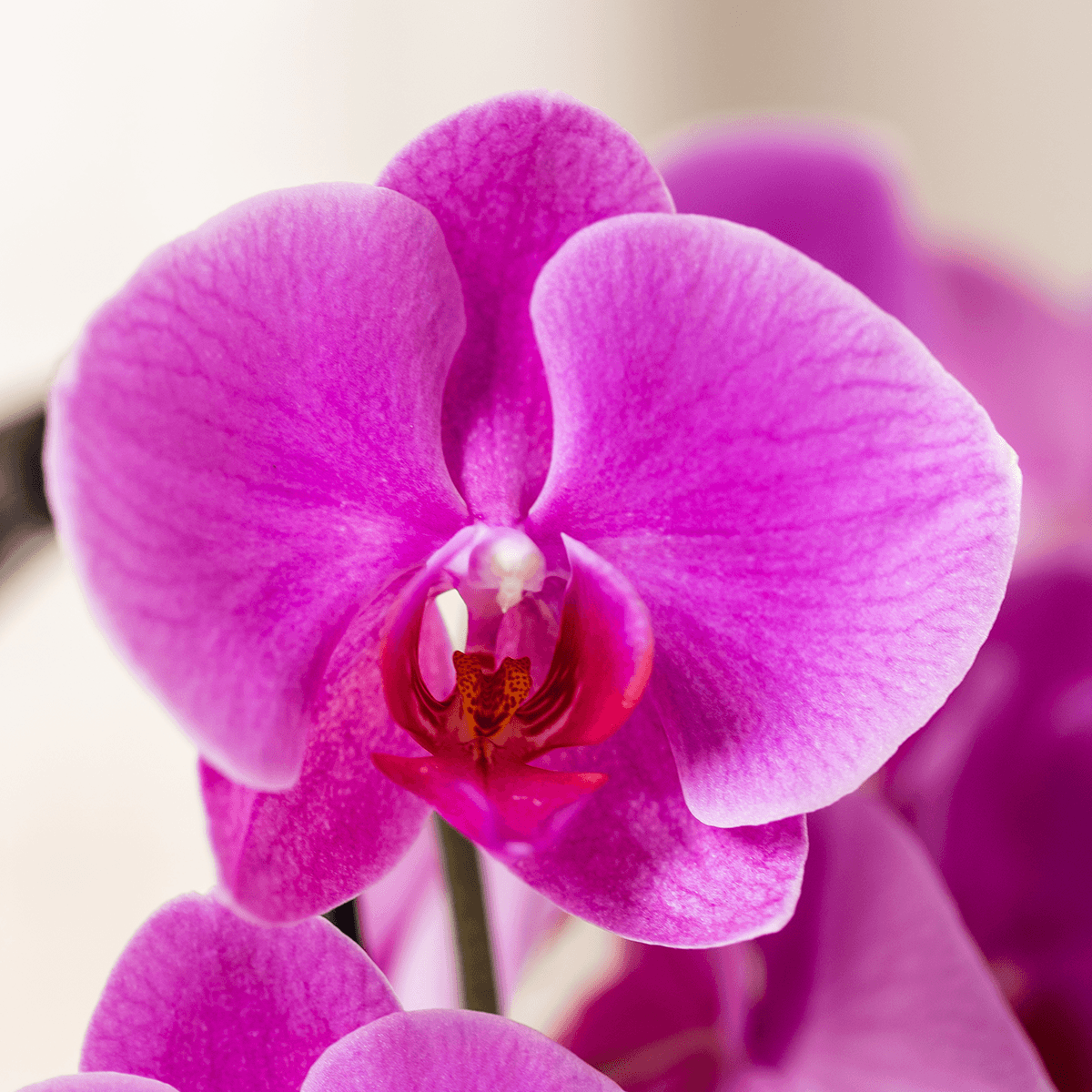 Kolibri Orchids | Lila Freeride Niagara Falls Orchidee + Poppy White Übertopf – Topfgröße Ø12 cm | Blühende Zimmerpflanze – Frisch vom Züchter