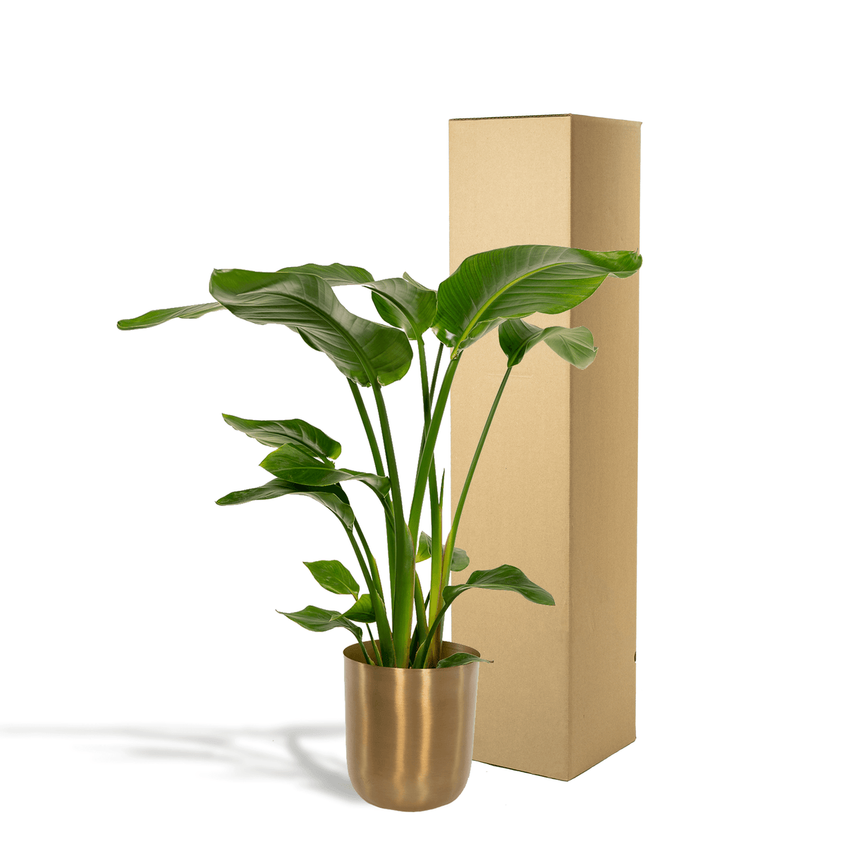 Strelitzia Nicolai - Ø19cm - ↕90cm + Topf Mayk Gold