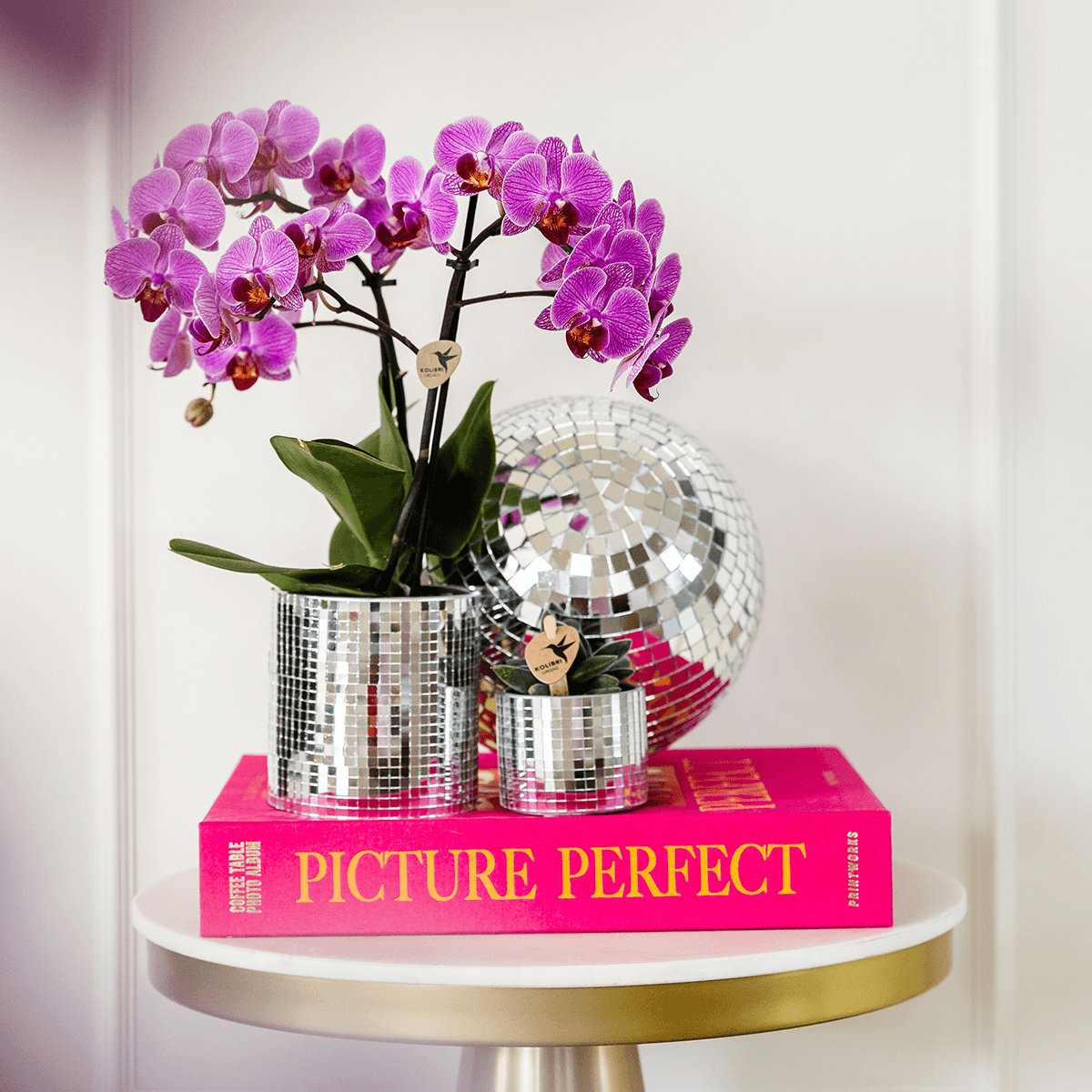Phalaenopsis Orchideen Wien – 2 Orchideen – Ø9cm – Dunkelrosa/Violett blühende Multiflora Orchideen – Zimmerpflanzen – Frisch