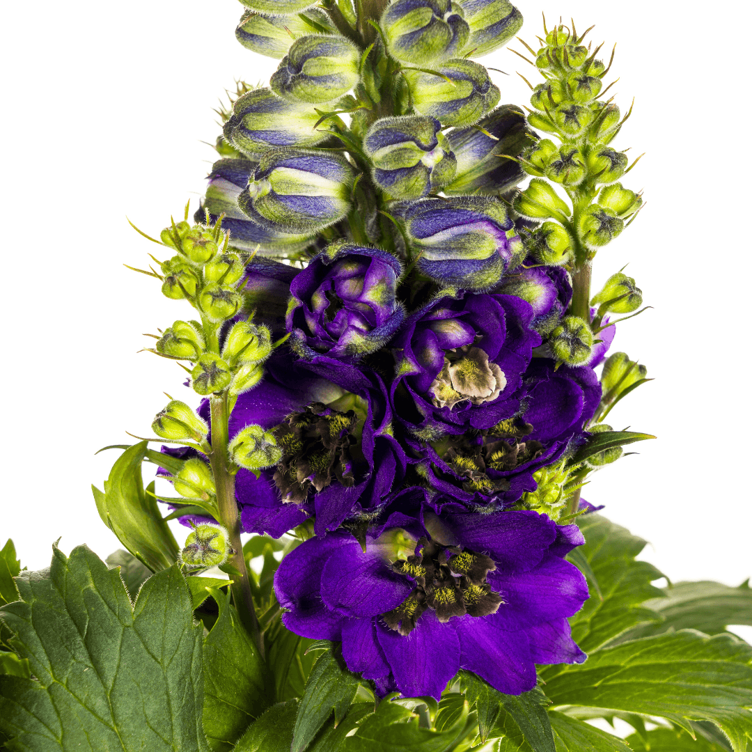Rittersporn Delphinium elatum Purple – Ø 19 cm – Höhe 45–60 cm – Violettblühende Staude – Für sonnige Beete & Rabatten – Pflegeleicht & aufrecht wachsend
