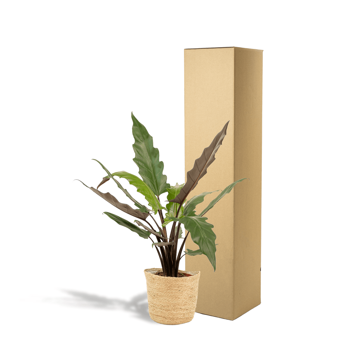 Alocasia Lauterbachiana – Pfeilblatt – Zimmerpflanze – Ø19 cm – ↕80 cm – Mit Korb Selin – Elefantenohr – Luftreinigend – Pflegeleicht