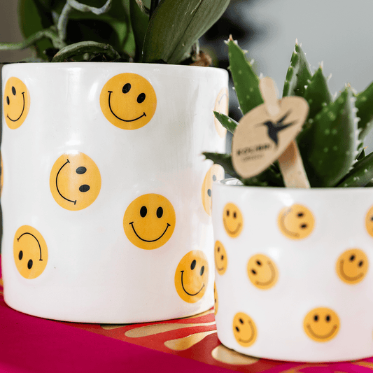 Kolibri Company | Smiley Pflanzenset | Gelbe Phalaenopsis Albenga 9cm und Sukkulente inkl. Keramik‑Übertöpfe