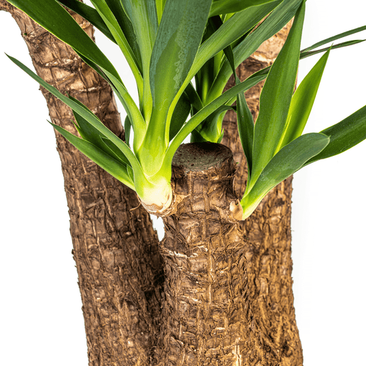 Yucca Elephantipes Verzweigt mit Korb Ø24cm - ↕80-100cm