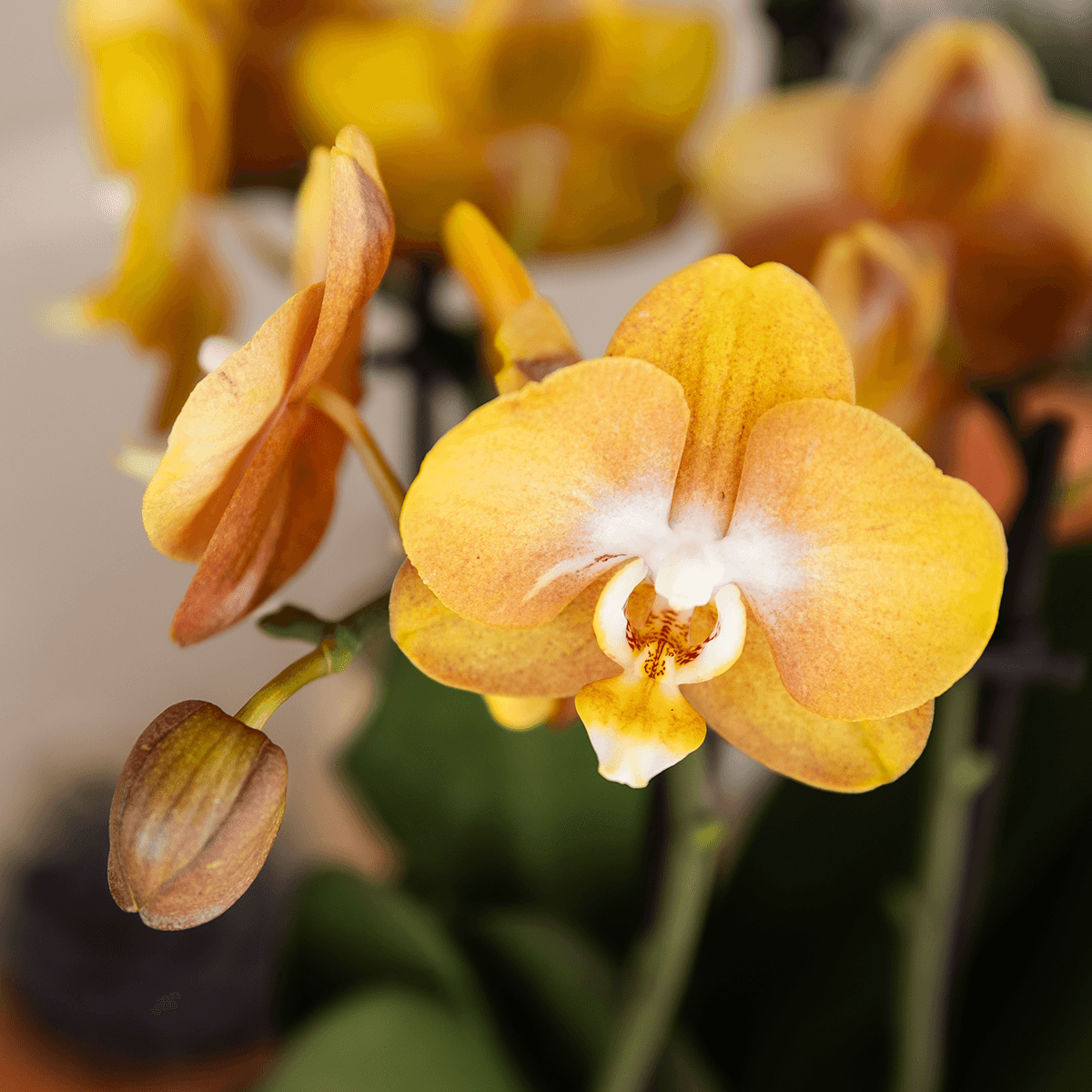 Kolibri Orchids | Orange/gelbe Las Vegas Orchidee + Poppy Peach Übertopf – Topfgröße Ø12cm | blühende Zimmerpflanze – frisch vom Züchter