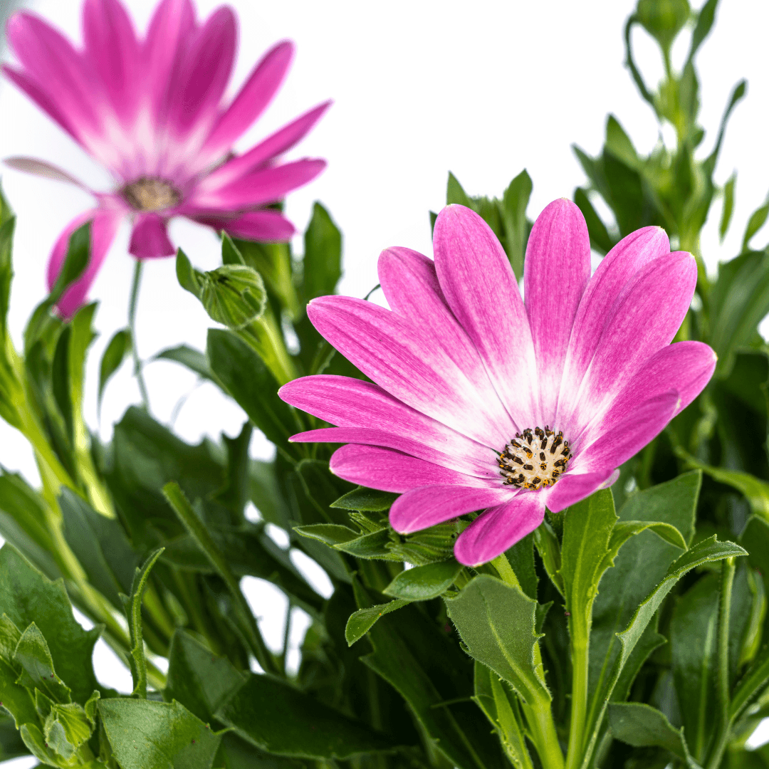 Kapmargerite - Osteospermum ecklonis Pink - Ø12 cm - ↕20 cm - 8 Pflanzen