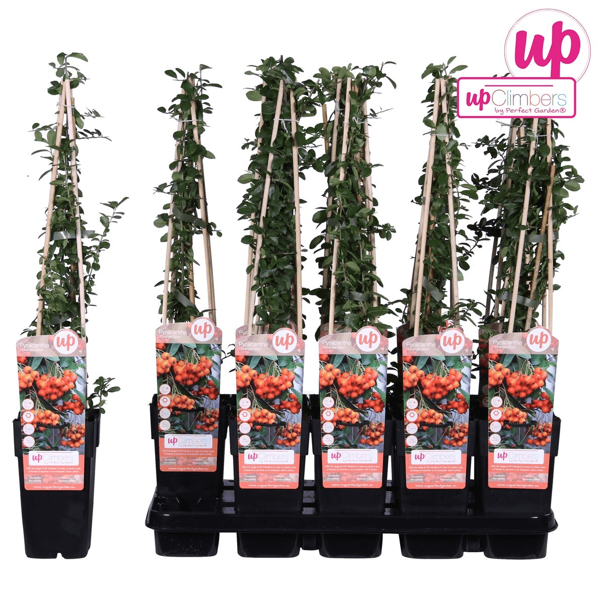 Feuerdorn – Pyracantha 'Orange Glow' – Ø15cm – ↕65cm – Immergrüner Strauch mit oranger Beerenpracht – Ideal als Sichtschutz & Vogelschutzhecke – Für Garten & Terrasse