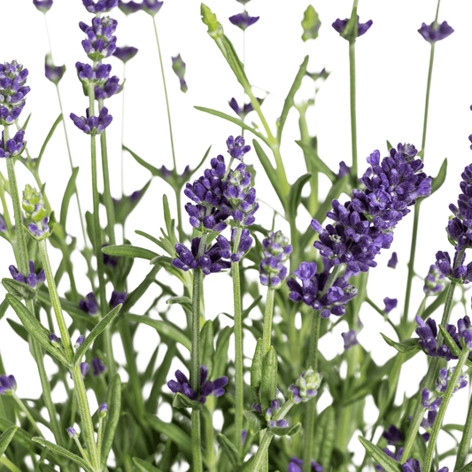 Echter Lavendel – Lavandula angustifolia – Ø13cm – ↕30–40cm – 8 Pflanzen – Duftende, bienenfreundliche Gartenpflanze – Für Beet, Balkon & Terrasse – Winterhart & pflegeleicht