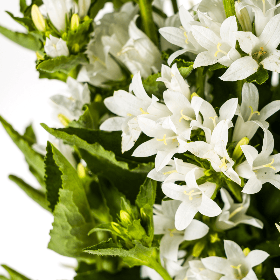 Campanula glomerata Genti – Ø19 cm – Höhe 30–40 cm – Glockenblume mit tiefvioletten Blüten – Winterharte Staude für Beete & Steingärten