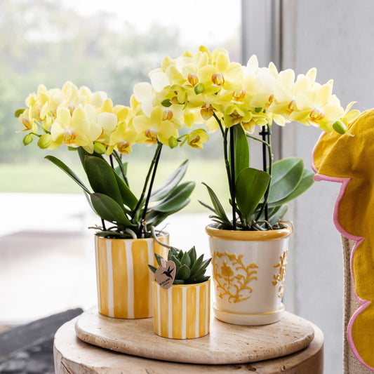 Gelbe Orchidee Albenga + Malaga Ziertopf Gelb – Ø9cm – Fröhliche Zimmerpflanze mit sonniger Ausstrahlung – Direkt vom Züchter