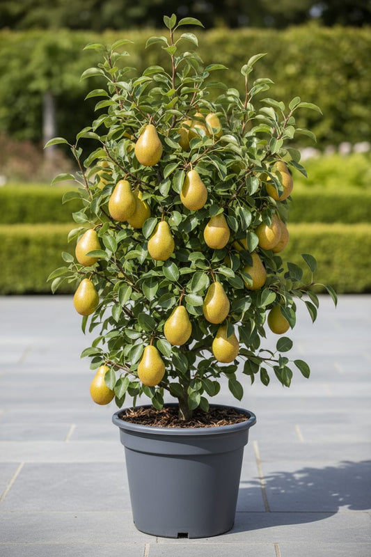Birnbaum Pyrus communis Conference – Gelbe Birne – Obstbaum – Höhe ca. 90cm – 21cm – Ertragreiche, pflegeleichte Obstpflanze für Garten & Terrasse