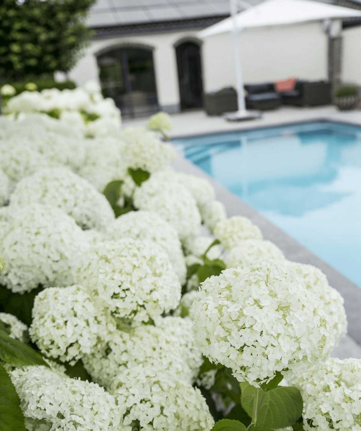 Hydrangea arbo. 'Strong Annabelle' - Ø19cm - ↕30cm