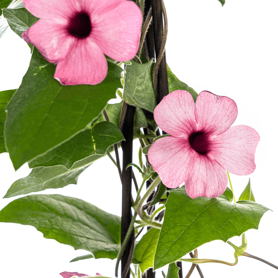 Schwarzäugige Susanne - Thunbergia alata Sunny Susy Rose Sensation - Ø13 cm - ↕60 cm - 4 Pflanzen