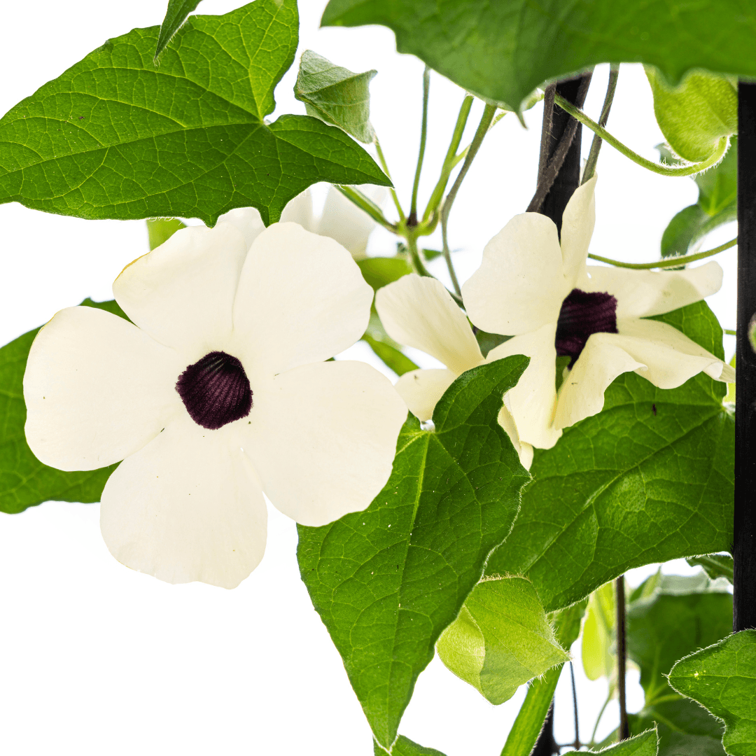 Schwarzäugige Susanne - Thunbergia alata Sunny Susy White - Ø13 cm - ↕60 cm - 4 Pflanzen