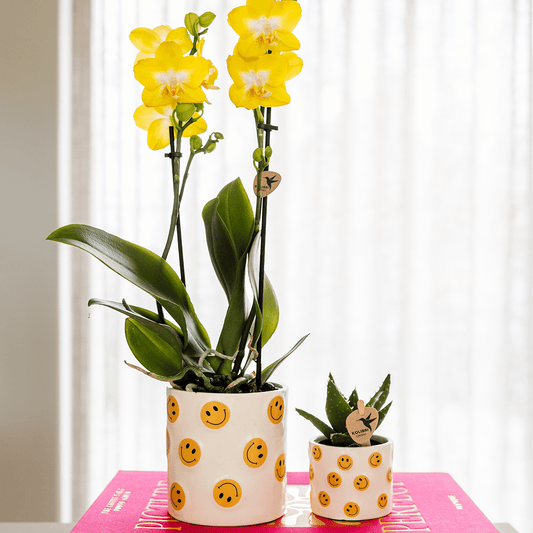 Kolibri Home | Smiley Übertopf - Ø9cm
