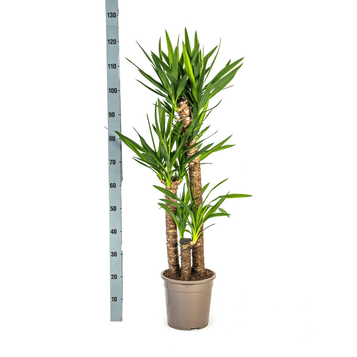 Yucca Elephantipes mit Korb Ø24cm - ↕120 - 140cm