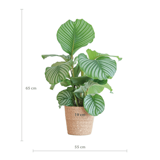 Korbmarante Calathea Orbifolia – Zimmerpflanze – 65cm hoch – Ø21cm – inkl. Natur-Korb Sofia aus Seegras – Luftreinigend & dekorativ