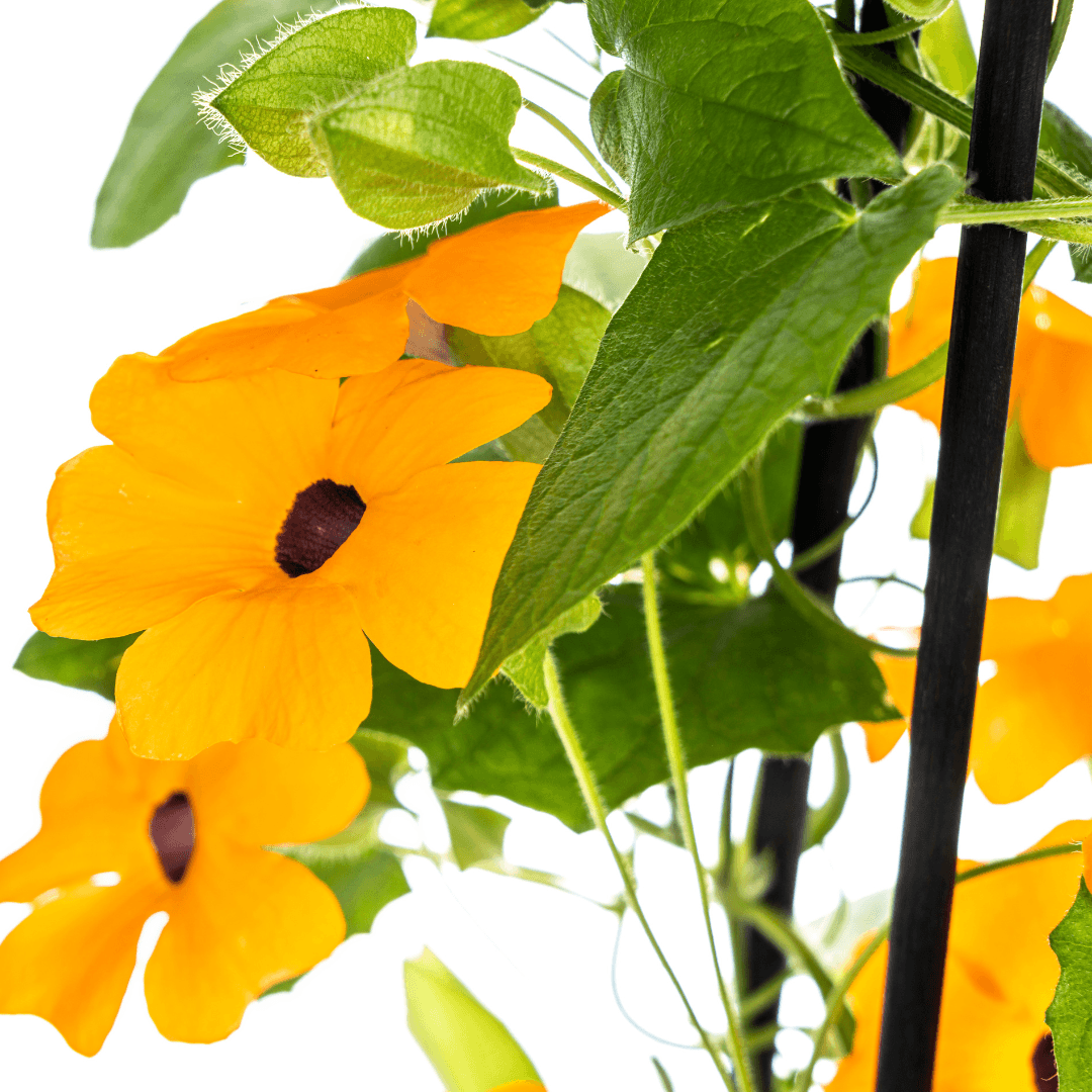 Schwarzäugige Susanne - Thunbergia alata Sunny Susy New Orange - Ø13 cm - ↕60 cm - 4 Pflanzen - Balkon & Terrasse