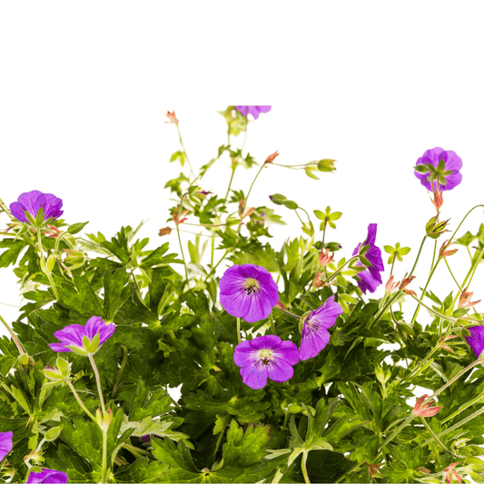 Geranium Rozanne – Storchschnabel mit violett-blauen Blüten – Ø 19 cm Topf – Höhe 20–30 cm – Für Beet, Kübel & als Bodendecker – Langanhaltende Blüte – Pflegeleicht