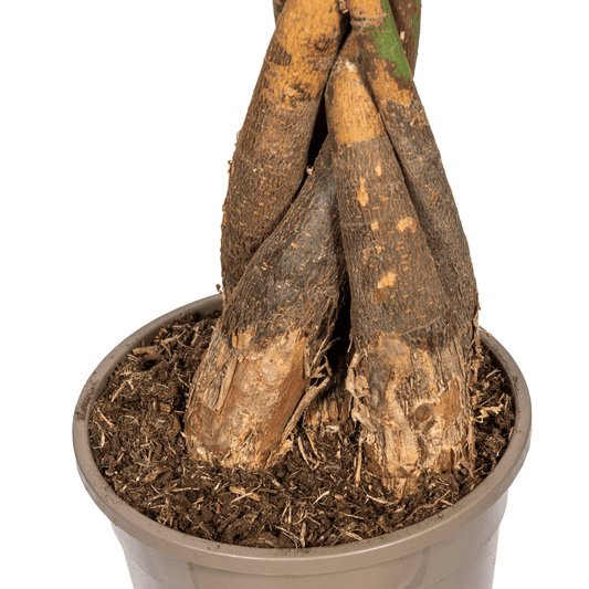 Glückskastanie Pachira Aquatica – Zimmerpflanze – Ø24cm – 120-140cm hoch – Geflochtener Stamm – Exotisch & pflegeleicht