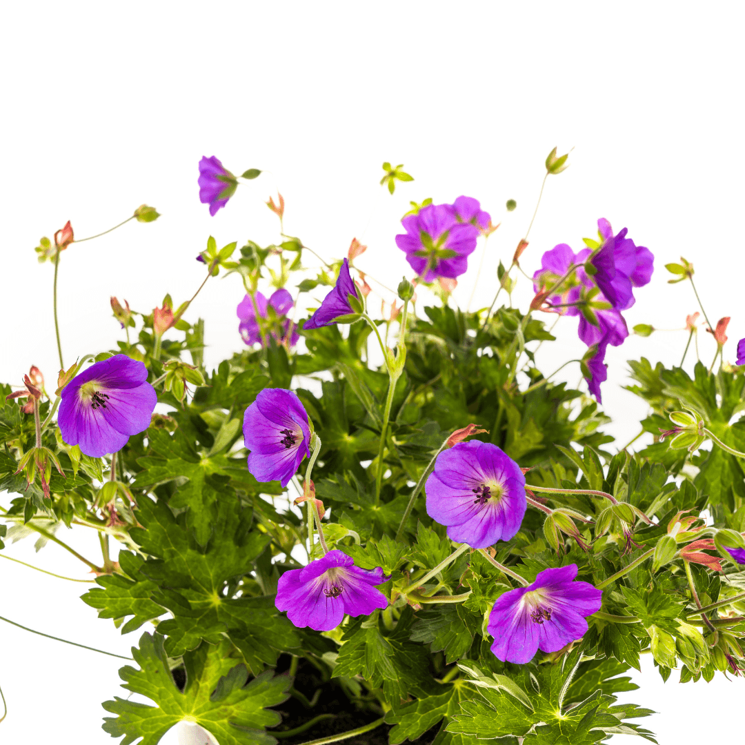 Geranium Rozanne – Storchschnabel mit violett-blauen Blüten – Ø 19 cm Topf – Höhe 20–30 cm – Für Beet, Kübel & als Bodendecker – Langanhaltende Blüte – Pflegeleicht