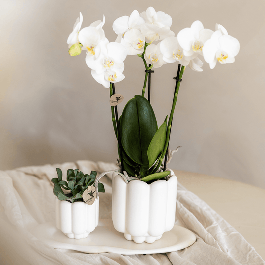 Kolibri Home | Retro-Ziertopf - White - Ø9cm