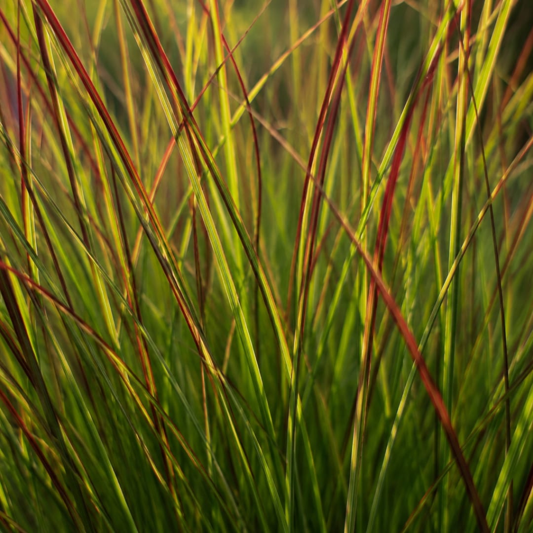 3x Rutenhirse Rotstrahlbusch â Panicum virgatum â Winterhartes Ziergras 12cm â Pflegeleichtes Gartengras mit roter HerbstfĂ€rbung