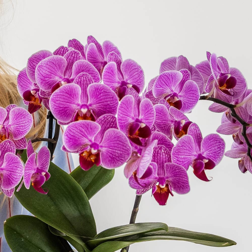 Kolibri Company | Bloom Purple Pflanzenset | Violette Vienna Orchidee + Grünpflanzen inkl. Übertöpfe