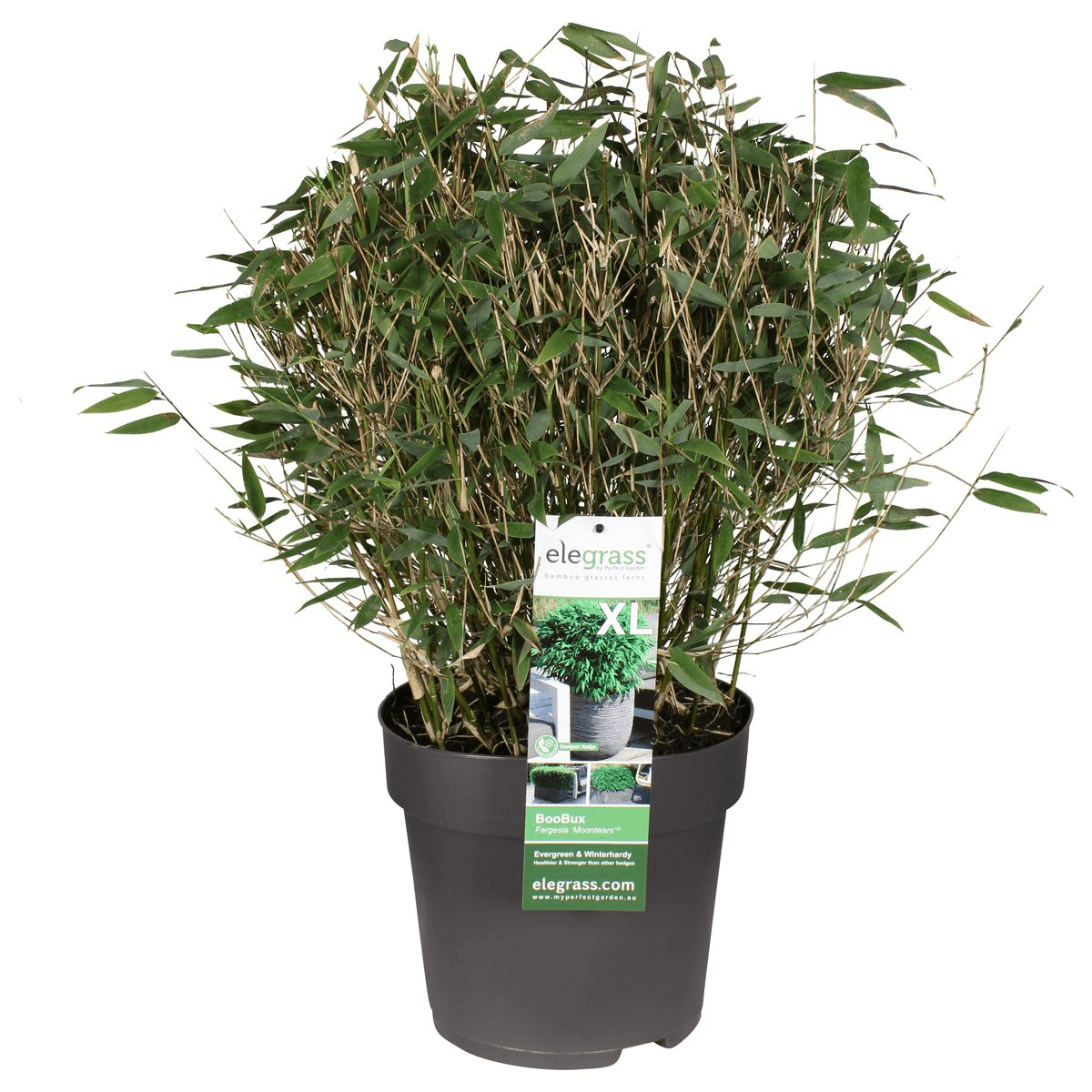 Bambus - Fargesia murieliae 'Moontears' Boobux - Ø29cm ↕70cm - Immergrüner Bambus für Hecke, Bodenbedeckung & Kübel - Winterhart & pflegeleicht