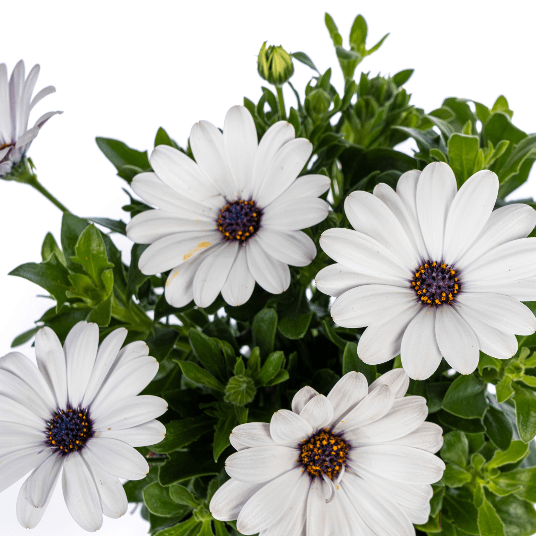 Kapkörbchen - Osteospermum ecklonis Weiß - Ø12 cm - ↕20 cm - 8 Pflanzen
